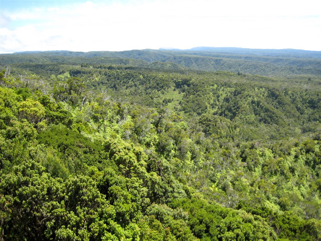 Looking the other way towards the head marshes of the Waimea Canyon