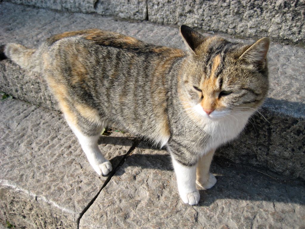 Mountain kitty.  :)