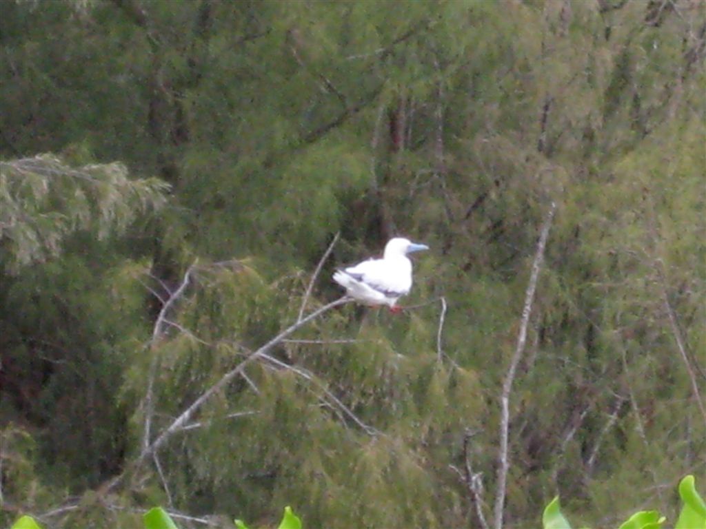 Red Footed Booby