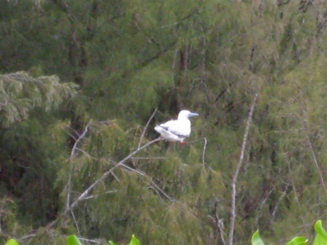 Red Footed Booby