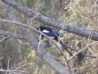 Another cool bird