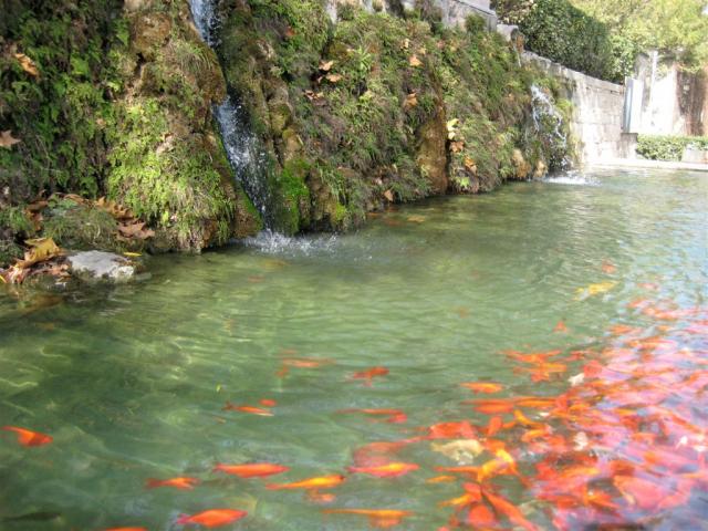 First goldfish we've seen in China