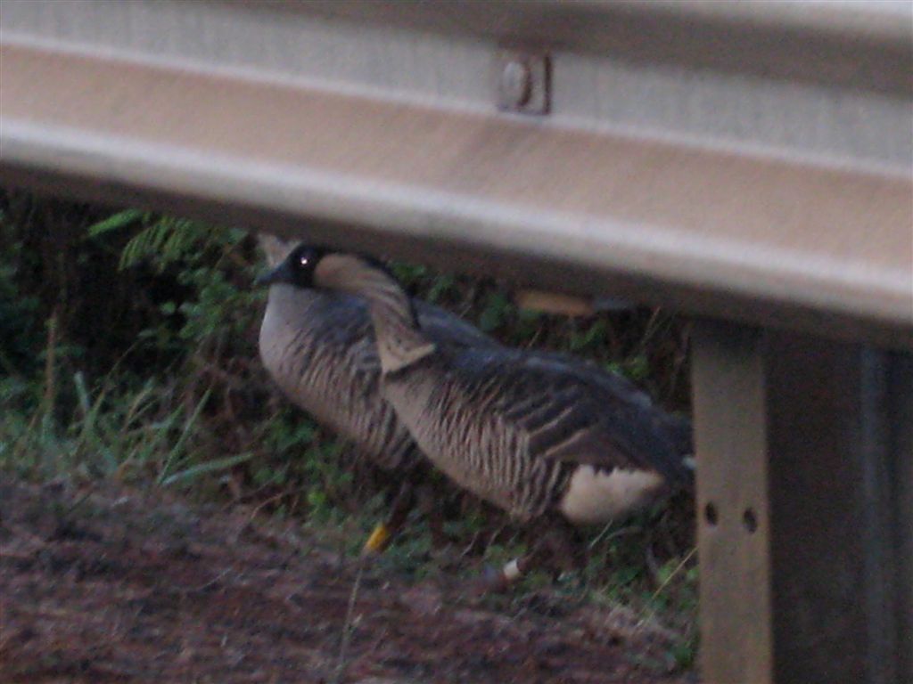 Hawaiian Geese