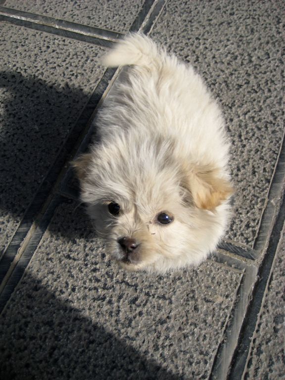 Tiny cute dog