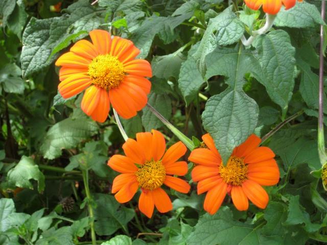 National Botanical Gardens