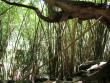 Bamboo section of the forest