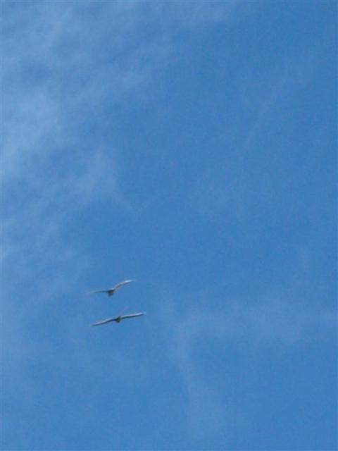 Tropicbirds