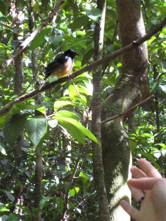 Friendly birdie