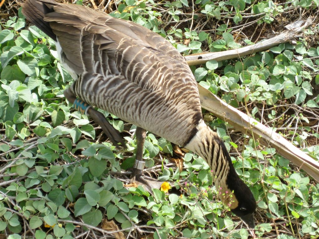 Australian Goose