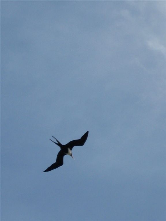 Great Frigatebird