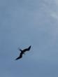 Great Frigatebird