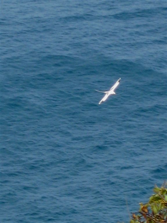 White-Tailed Tropicbird