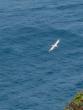 White-Tailed Tropicbird