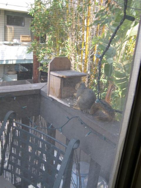 Friendly squirrel at Julie's