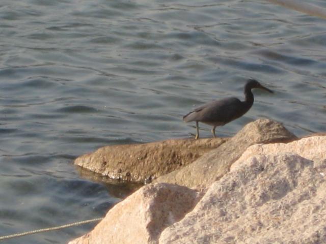 Heron on the water's edge