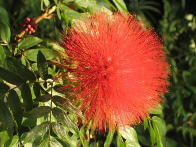 Cool flowers along our peninsula walk