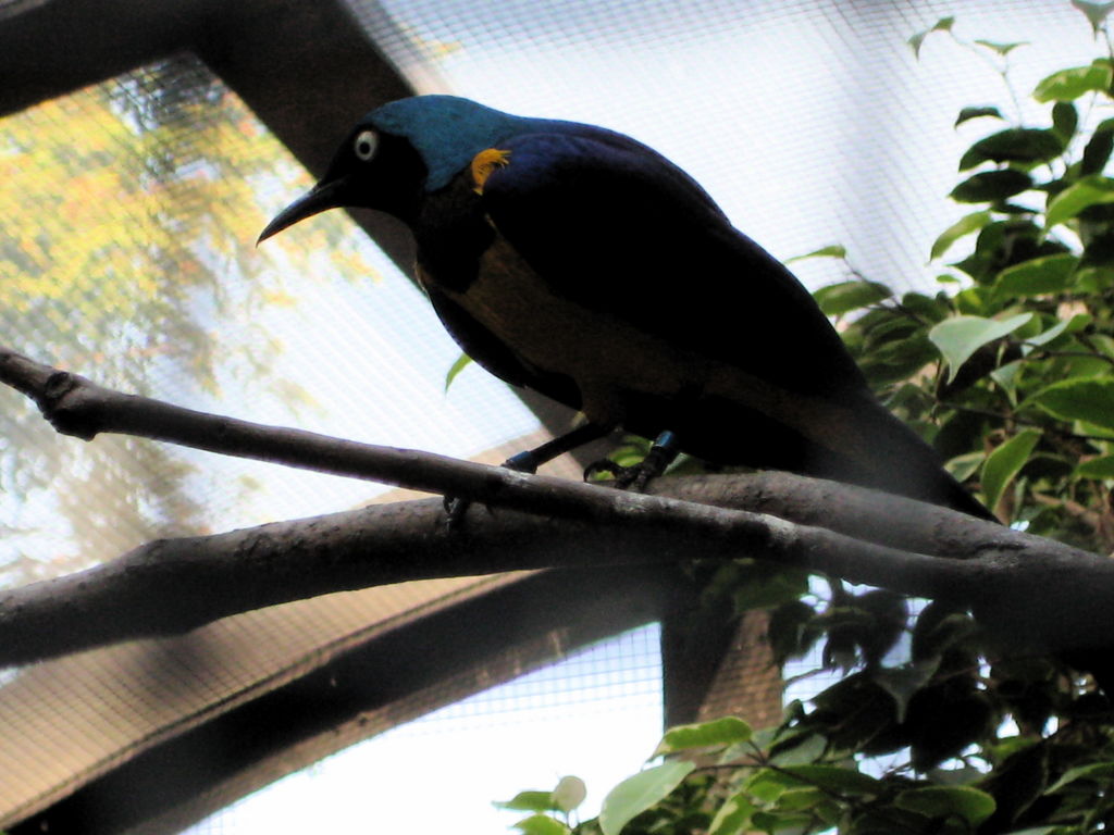 HK Zoological gardens