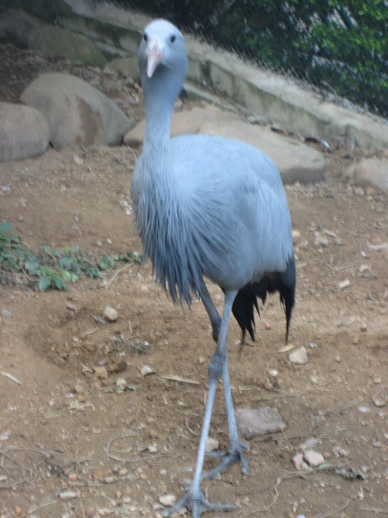 HK Zoological gardens