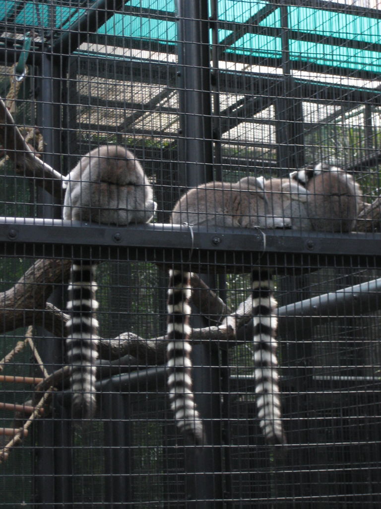 HK Zoological gardens