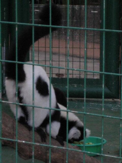 HK Zoological gardens