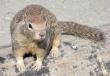 Very friendly squirrels at a viewpoint