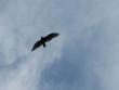 Turkey Vulture overhead