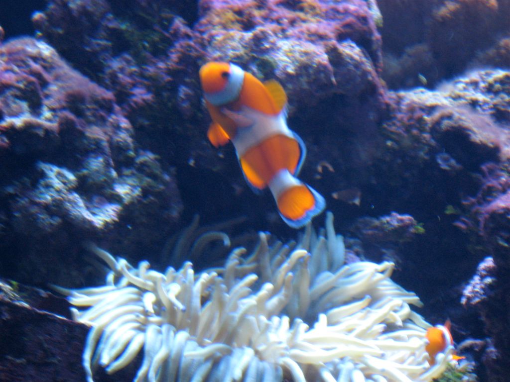 Nemo at the Cal Academy of Sciences Aquarium