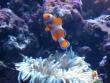 Nemo at the Cal Academy of Sciences Aquarium