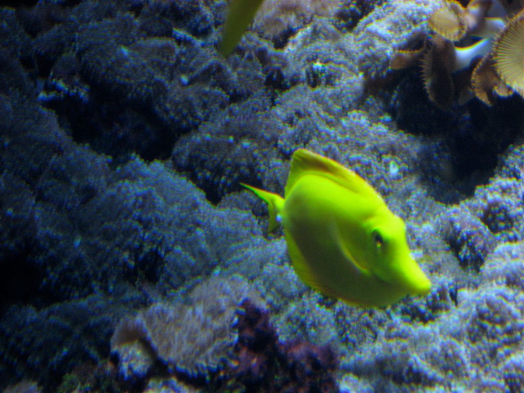 Cool yellow fish