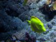 Cool yellow fish