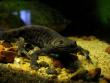 Cute newt