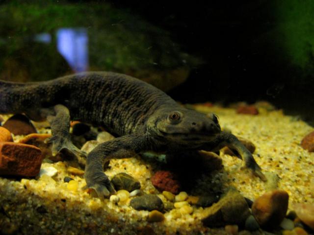 Cute newt