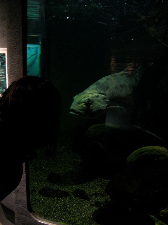 Large Sea Bass