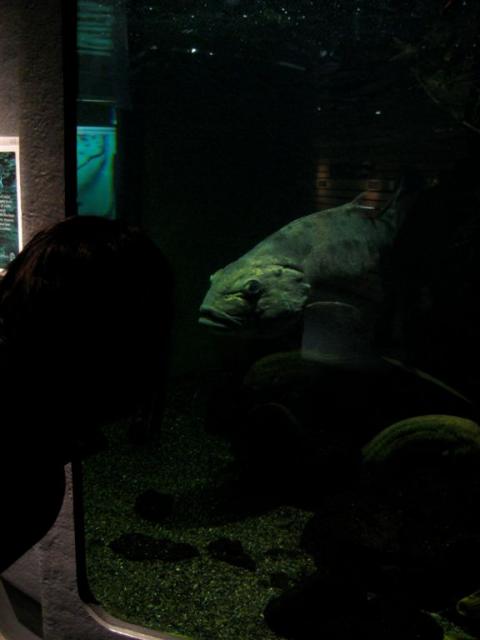 Large Sea Bass