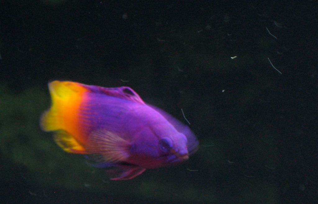Awesome colours