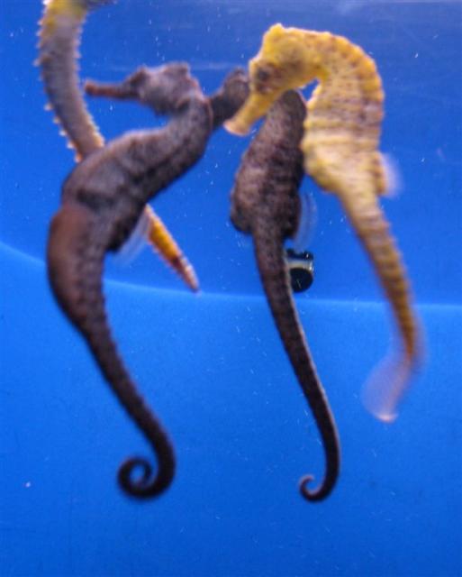 Seahorses!