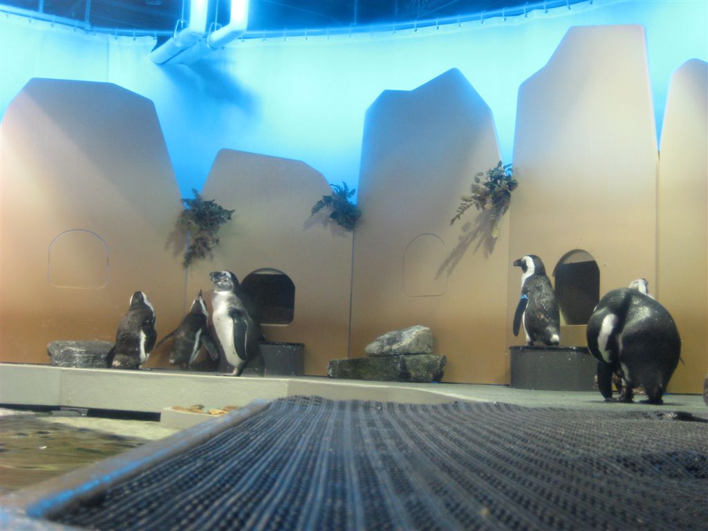 Penguins!