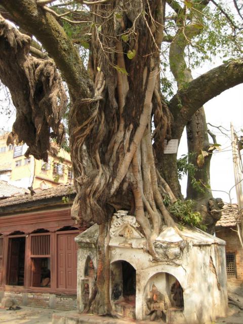 Nature growing over the architecture