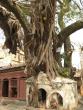 Nature growing over the architecture