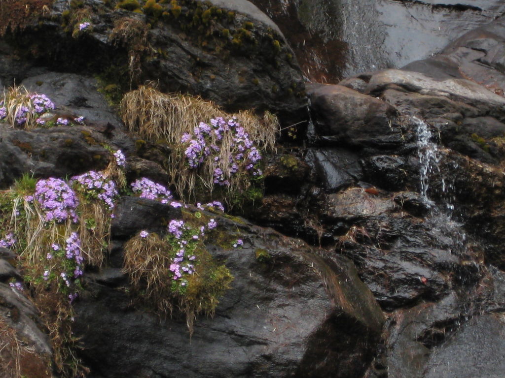 Waterfall with pretty flowers