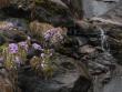 Waterfall with pretty flowers