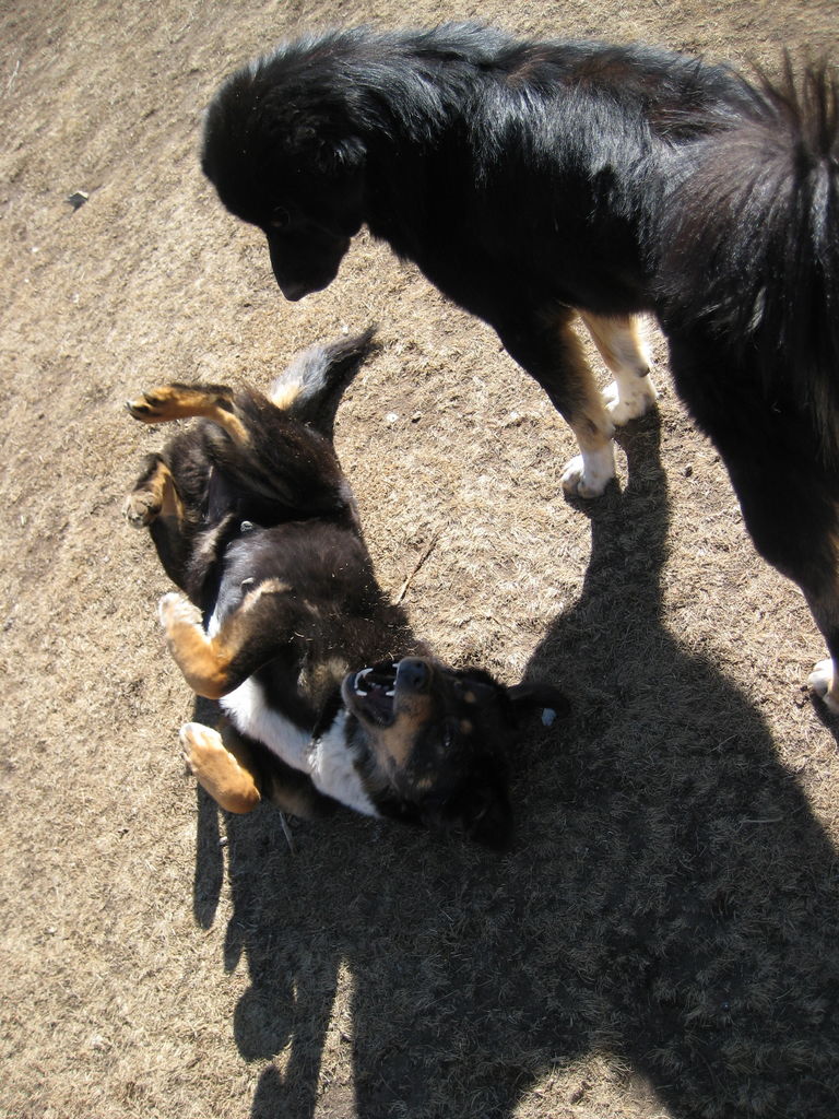 Dogs playing
