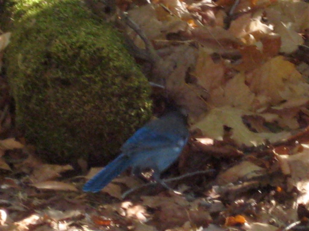 Steller's Jay