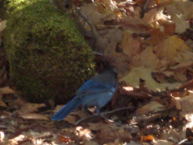 Steller's Jay