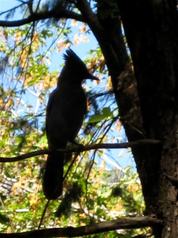 Steller's Jay