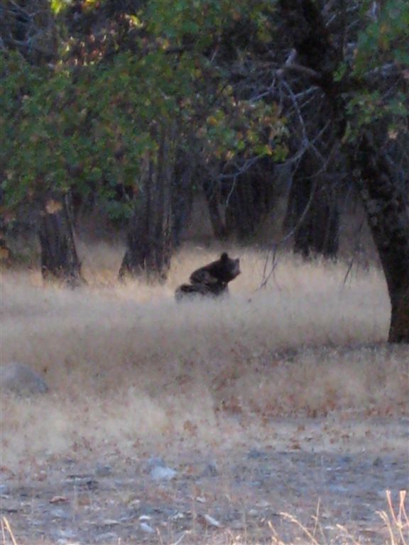 Black bear!