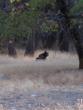 Black bear!