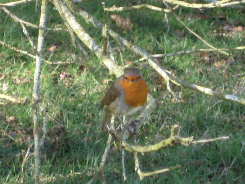 IMG_5451.JPG