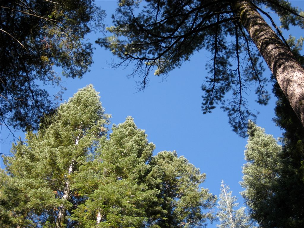 A great site surrounded by sequoias