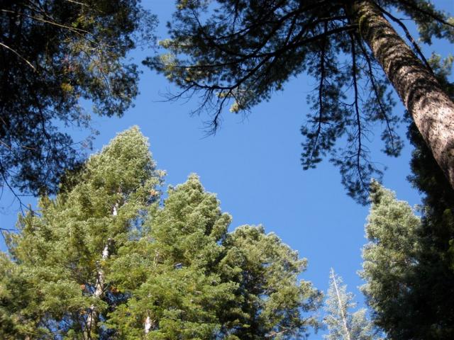 A great site surrounded by sequoias